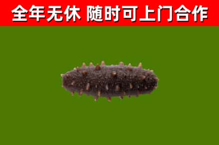 天涯区烟酒回收干海参.jpg